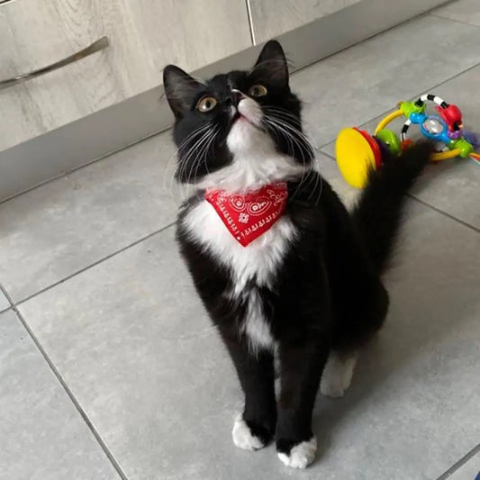 Bandana Collier Animal
