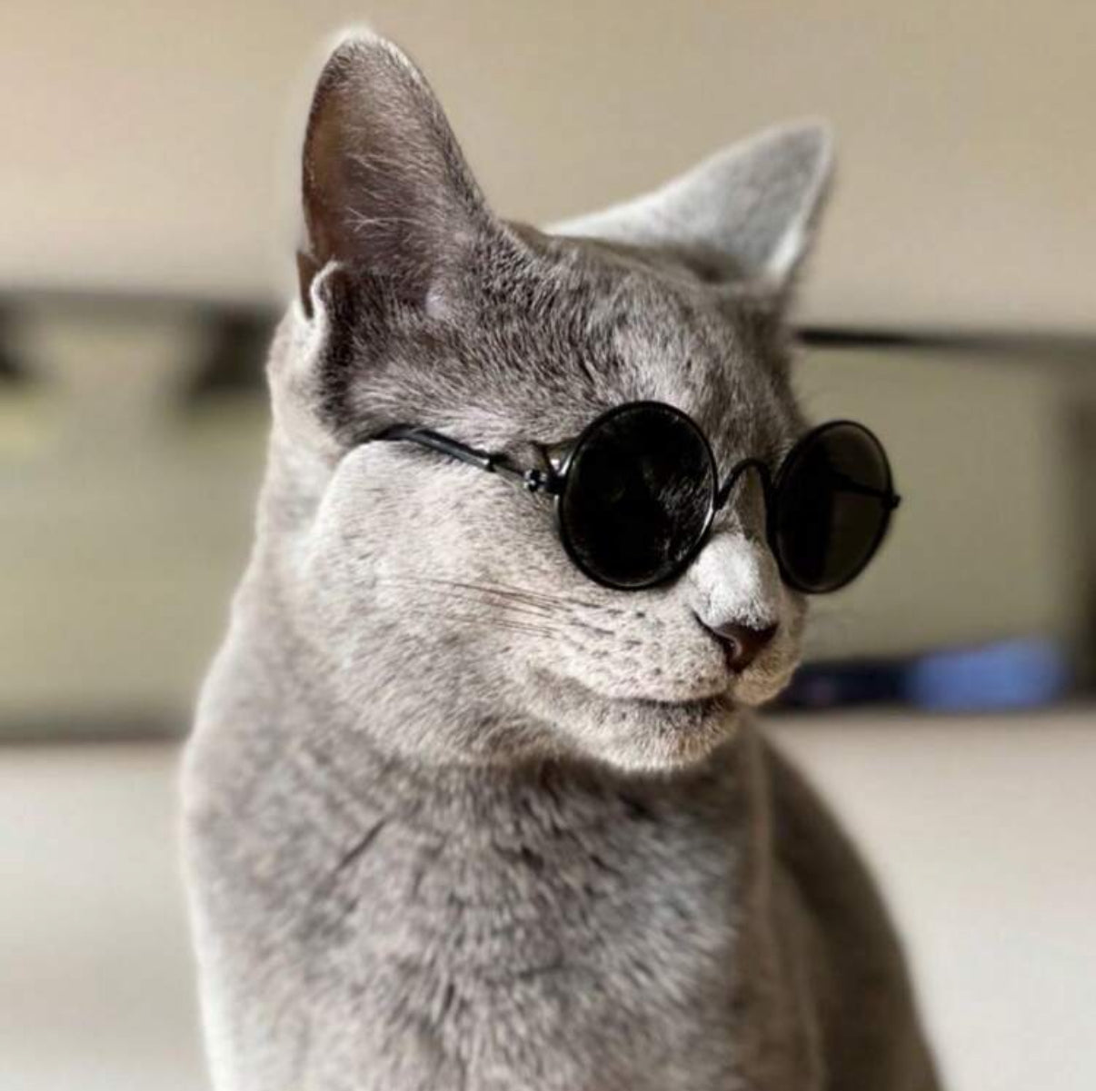 Lunettes de Soleil pour Chat